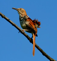 Brown Thrasher