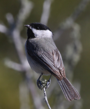 Carolina Chickadee - Big Lagoon, Florida