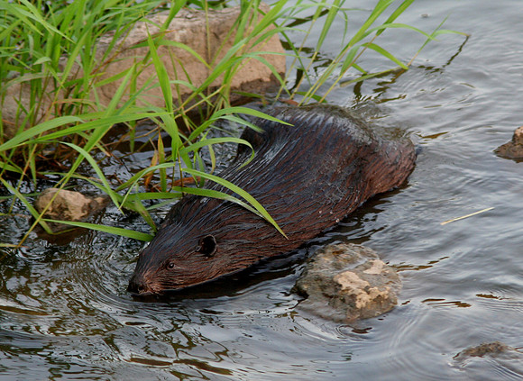 American Beaver