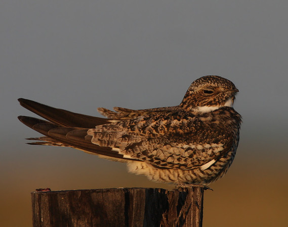Common Nighthawk Anahuac National Wildlife Refuge, Texas