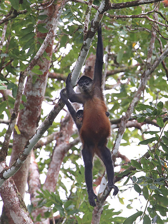 Geoffroy's spider monkey - Laguna Lagarta, Costa Rica