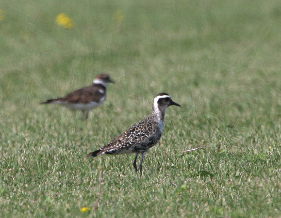 American Golden-Plover