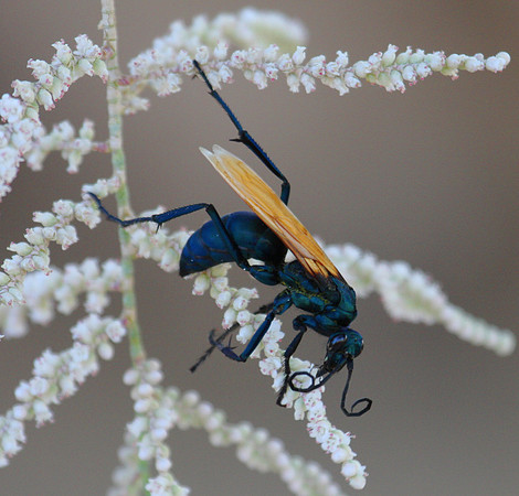 Tarantula Hawk Wasp