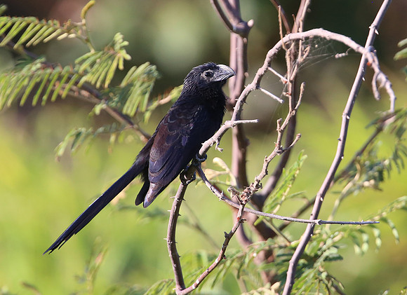 Groove-billed Ani - Casa Solimar, Costa Rica