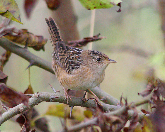 Sedge Wren