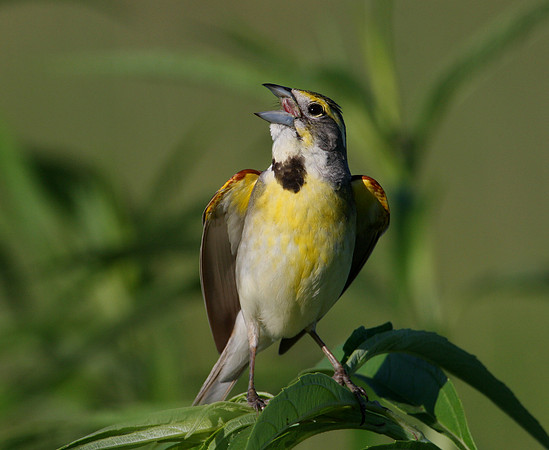 Dickcissel