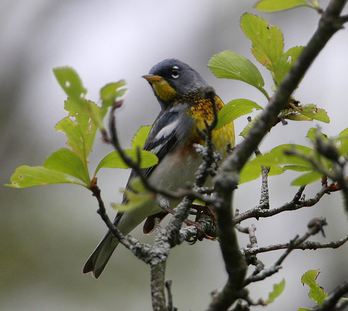 Northern Parula