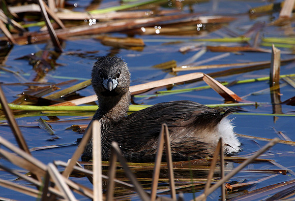 Pied-billed Grebe