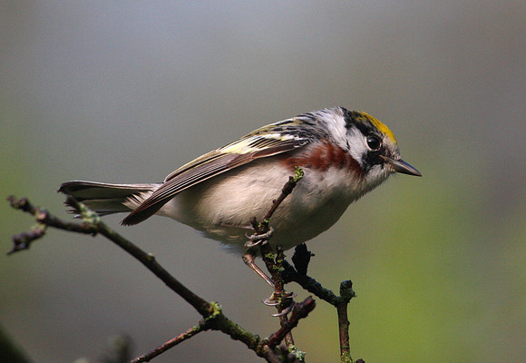 Chestnut-sided Warbler
