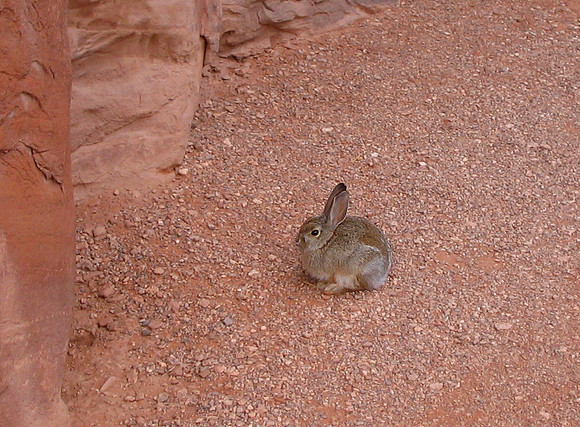 Desert Cottontail