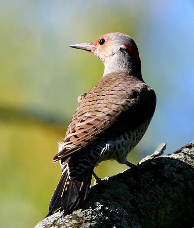 Northern Flicker