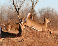 White-tailed Deer