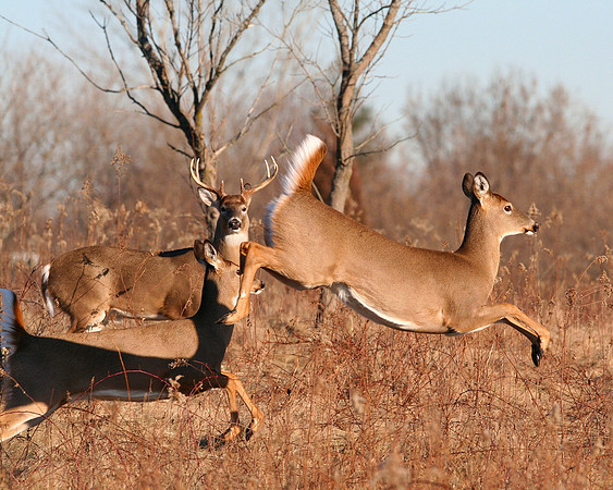 White-tailed Deer