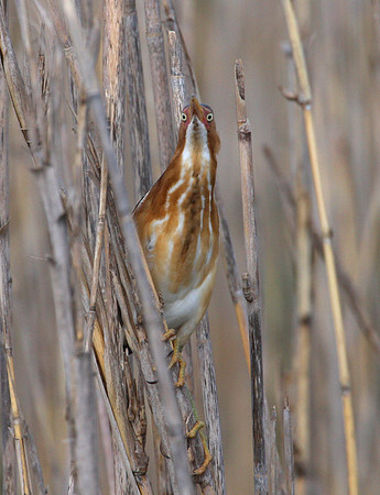 Least Bittern - Anahuac National Wildlife Refuge, Texas.