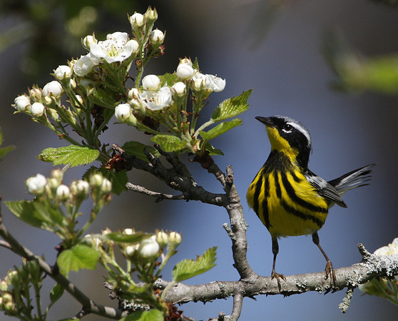 Magnolia Warbler