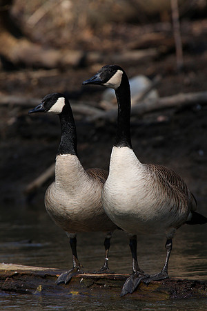 Canada Goose