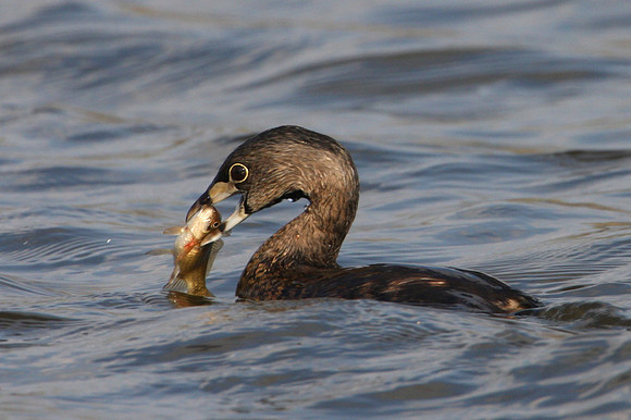 Pied-billed Grebe with prey