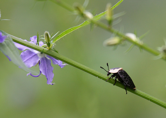 American Carrion Beetle