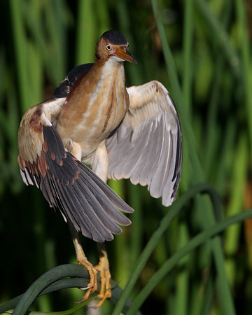 Least Bittern