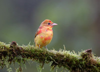 Summer Tanager - Laguna Lagarto, Costa Rica