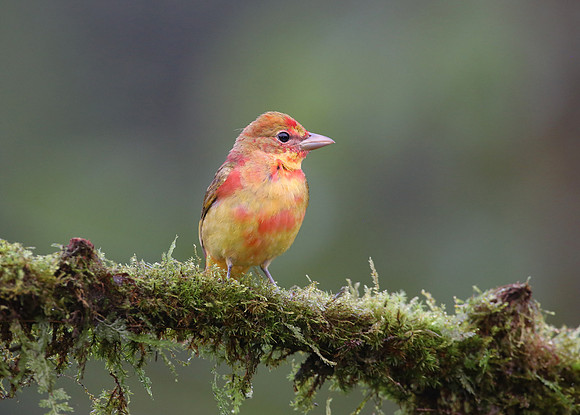 Summer Tanager - Laguna Lagarto, Costa Rica