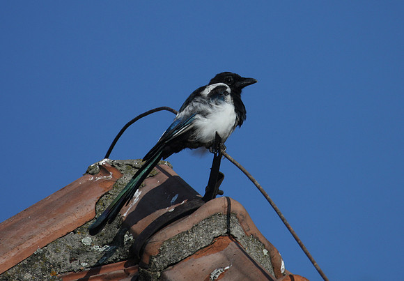 Eurasian Magpie on Birkenau Guard Tower