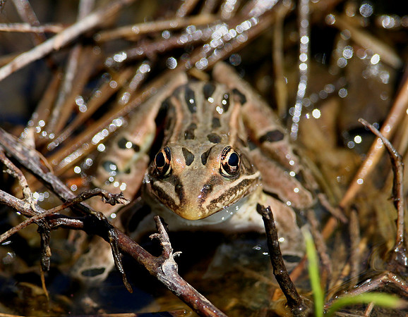 Plains Leopard Frog