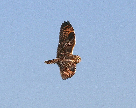 Short-eared Owl (Flight)