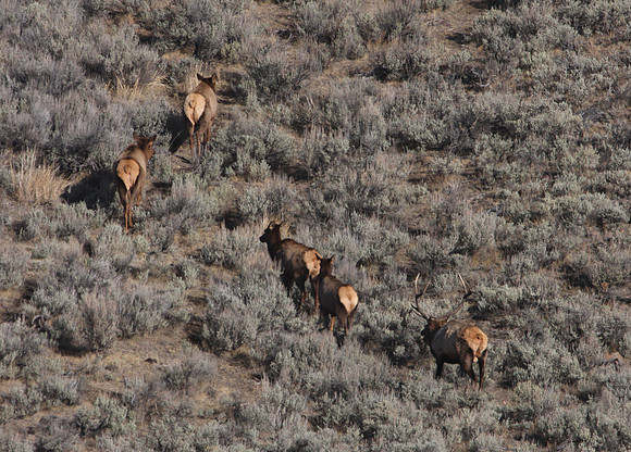 Elk Yellowstone National Park