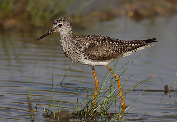Lesser Yellowlegs Anahuac National Wildlife Refuge Texas