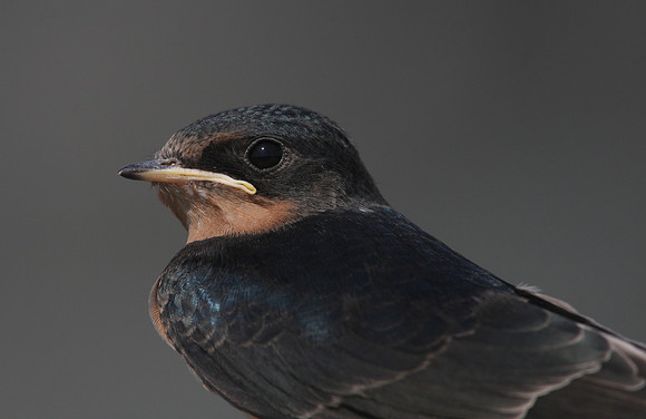 Barn Swallow