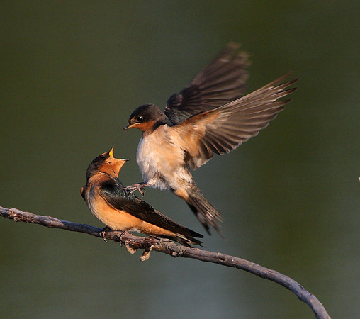 Barn Swallow