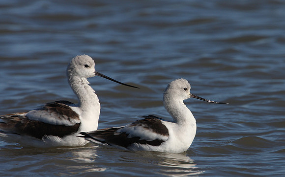 American Avocets