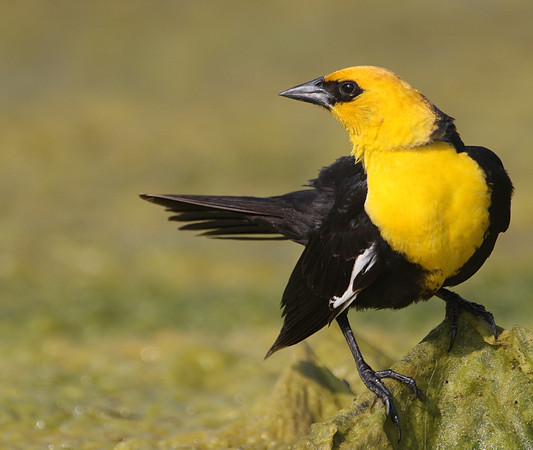 Yellow-headed Blackbird