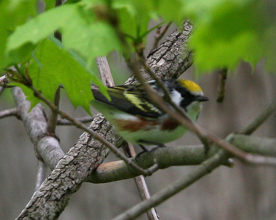 Chestnut-sided Warbler