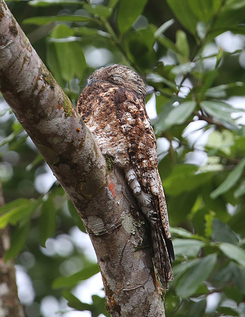 Common Potoo - Costa Rica