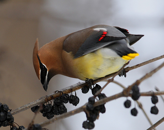 Cedar Waxwing