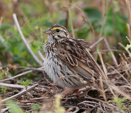 Savannah Sparrow ID ?