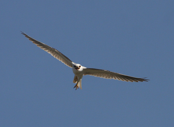 White-tailed Kite