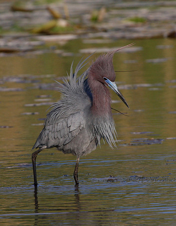 Little Blue Heron Chicago, Illinois JCIM Marsh