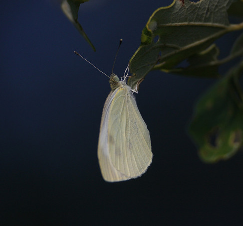 European Cabbage Butterfly?
