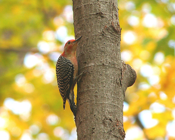 Red-bellied Woodpecker