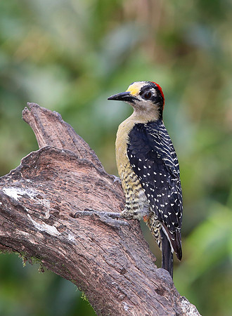 Black-cheeked Woodpecker - Costa Rica