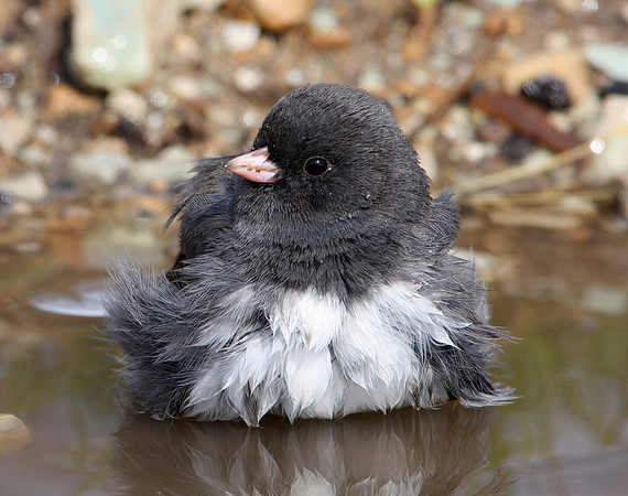 Dark-eyed Junco
