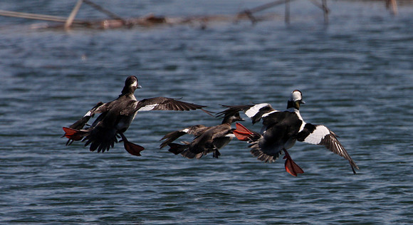 Bufflehead