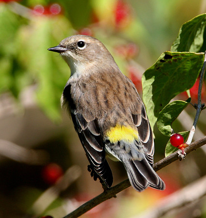 Yellow-rumped Warbler