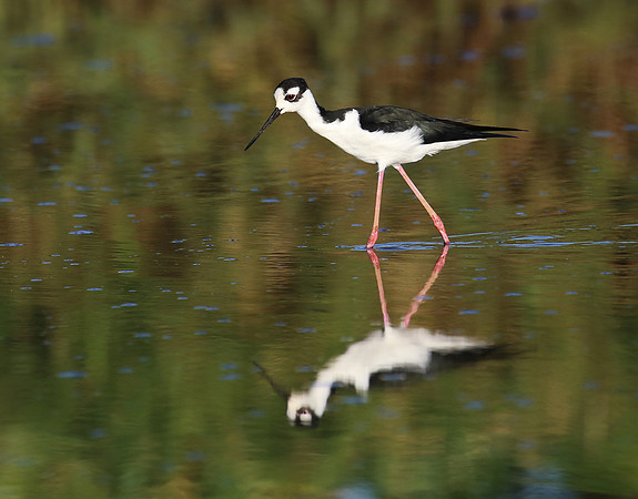 Black-necked Stilt - Tarcol River, Costa Rica