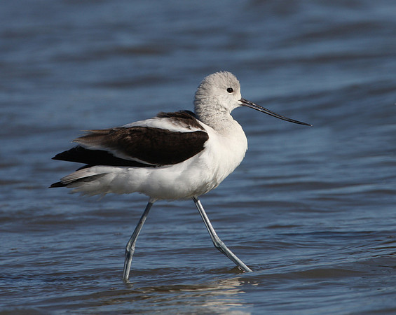 American Avocet