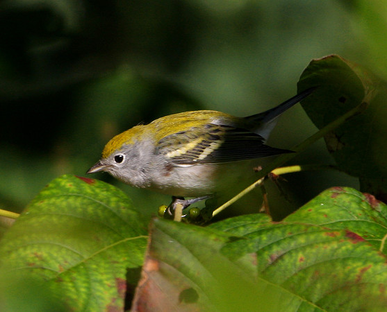 Chestnut-sided Warbler