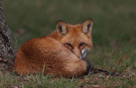 Red Fox Northern Illinois